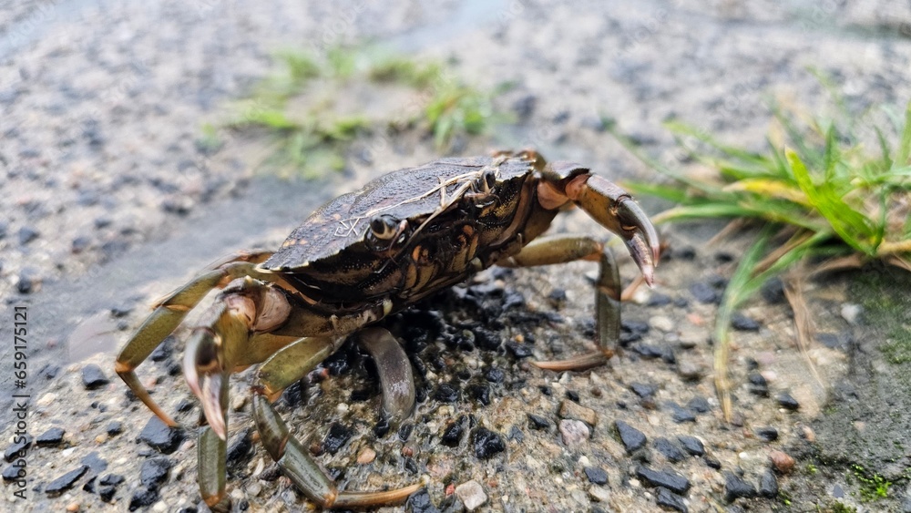 crab on the beach