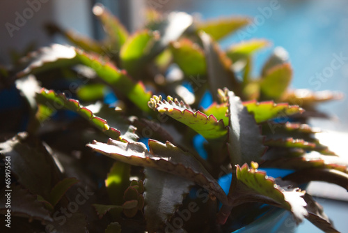 Close-up succulent kalanchoe in blue pot standing on window sill