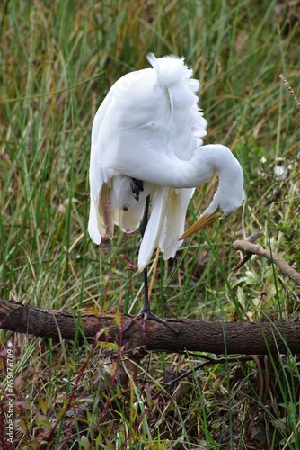 Great Egret
