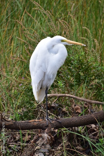 Great Egret