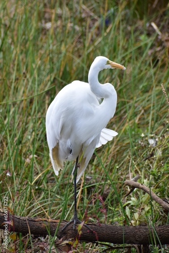 Great Egret