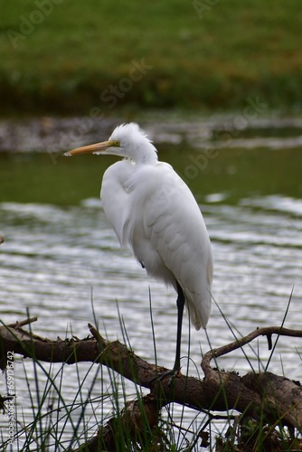 Great Egret