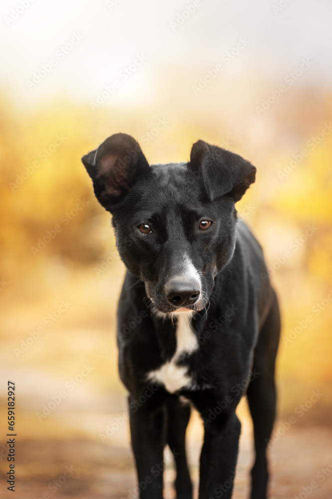 beautiful portrait of a black mixed breed dog in an autumn park