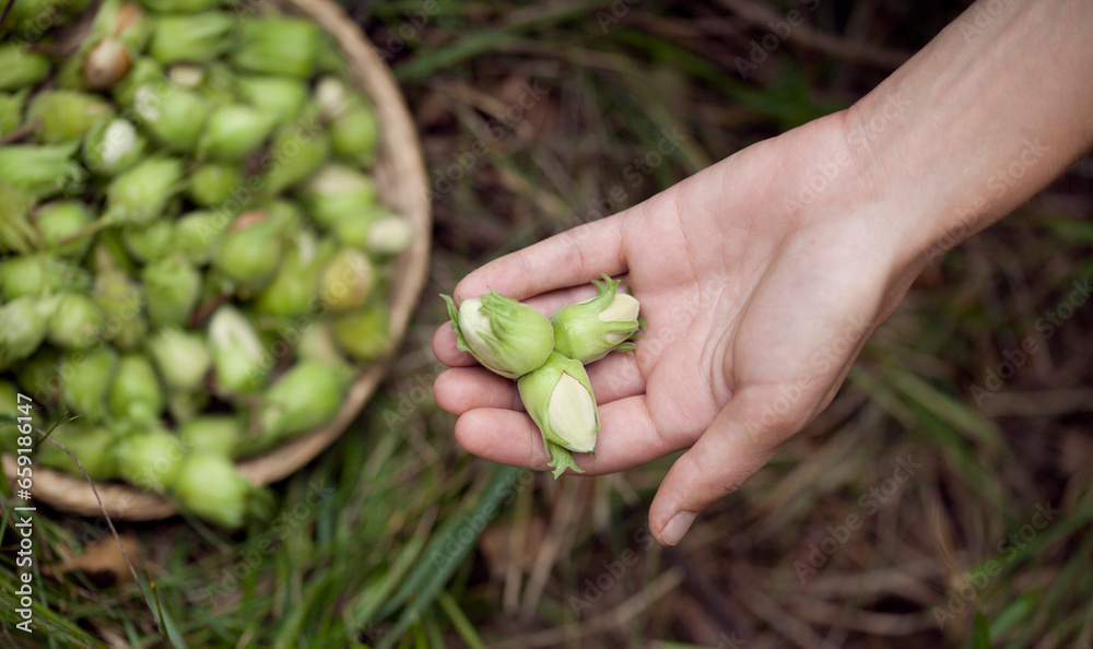 Hazelnut harvest - fresh, green nut in a hazel orchard. Hazelnut harvest - fresh, green nut in a hazel orchard.