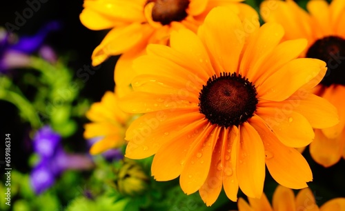 Close-up of bright orange and yellow sunflower with water drops on its petals  with a blurred background bokeh effect.