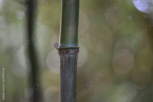 Bambou vert avec gros noeuds type phyllostachys nidularia  d  tail et tiges