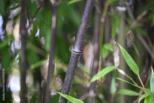 Chaume de bambou noir type Phyllostachys Nigra nigra