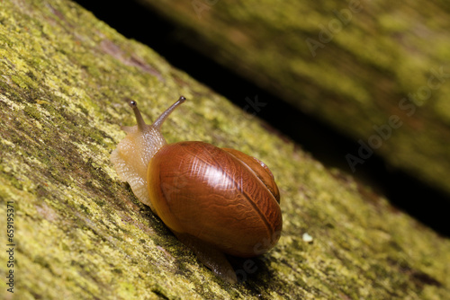 A land snail with a shell crawling on a green lichen-covered wooden fence part. photo