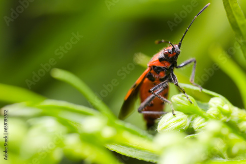 A scentless plant bug known as cinnamon bug or black and red squash bug (Corizus hyoscyami) posing with slightly open wings, sitting on a green leaf. © Damian