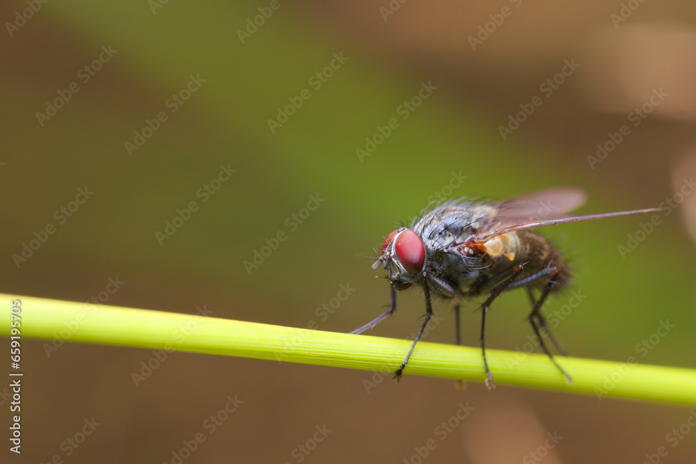 A fly with red compound eyes and grey thorax, from Muscidae family sitting on green stalk. A fly with red compound eyes and grey thorax, from Muscidae family sitting on green stalk.