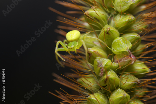 Green Crab Spider (Misumena vatia) sitting on a spikelets of inflorescence of yellow foxtail also known as yellow bristle-grass, pigeon grass, cattail grass.
