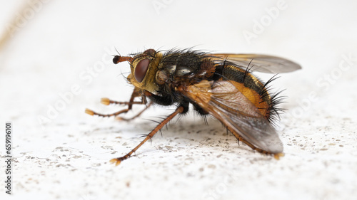 Close up from a side of a Tachina (Tachina fera) genus of big fly sitting on white wall.