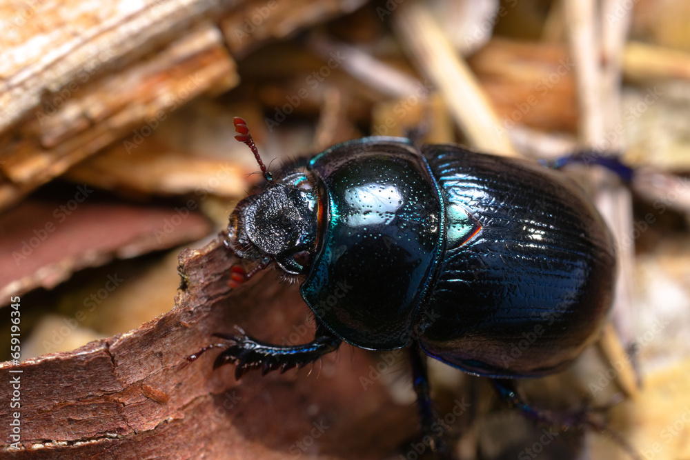 Upperside view of dor beetle (Anoplotrupes stercorosus) sitting on dry ...