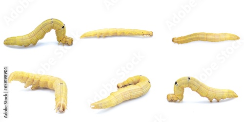 Brown inchworm or inch worm larva caterpillar. Mocis marcida, the withered mocis, is a species of moth of the family Erebidae. isolated on white background six views photo