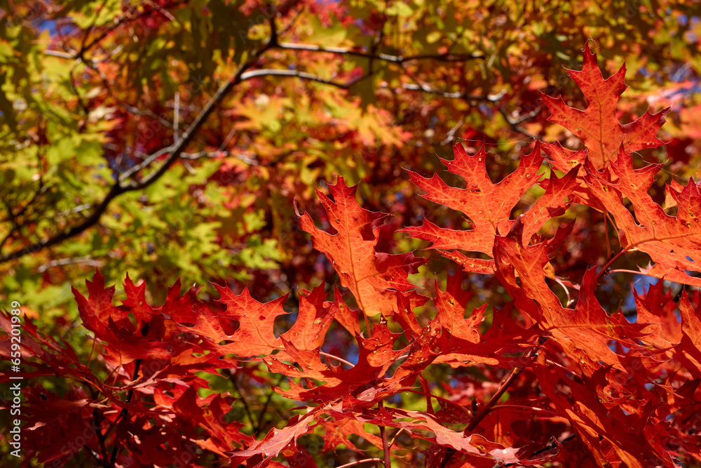 Fire Engine Red Leaves Fire Engine Red Leaves