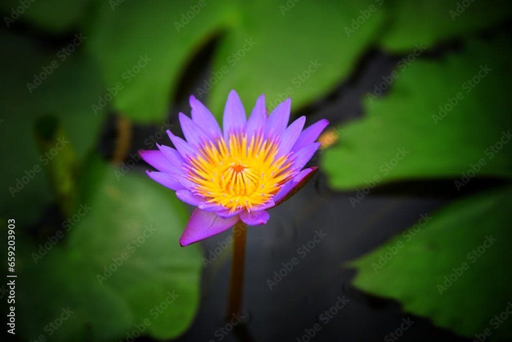 purple lotus flower