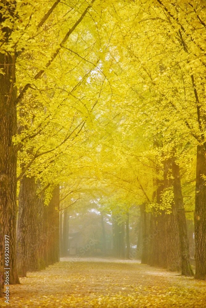 Fototapeta premium autumn leaves