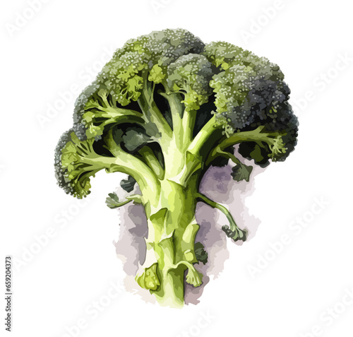 Broccoli Ernährung Gesund Vektor