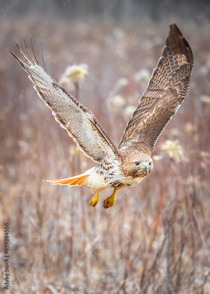 Fototapeta premium Red tail hawk on a flyby