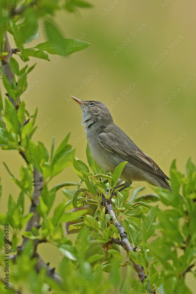 Olive-tree Warbler / Hippolais olivetorum Olive-tree Warbler / Hippolais olivetorum