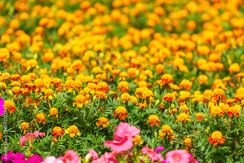 Very beautiful flowers in the flowerbed. Background with selective focus and copy space © Iurii Gagarin