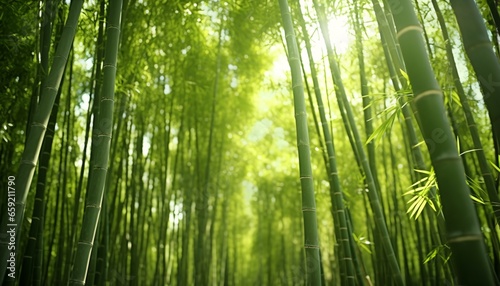 A serene bamboo forest with golden sunlight streaming through the dense foliage