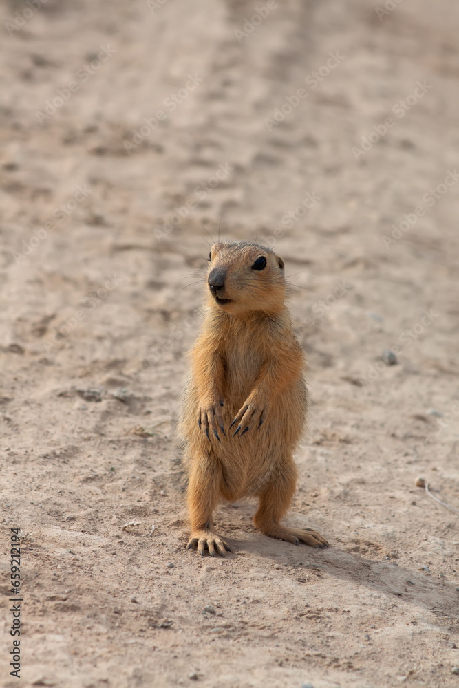 Funny juvenile of Red-cheeked ground squirrel (Spermophilus erythrogenys) standing and watching enemies in desert, Kazakhstan Funny juvenile of Red-cheeked ground squirrel (Spermophilus erythrogenys) standing and watching enemies in desert, Kazakhstan