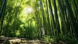 A serene bamboo forest with sunlight streaming through the trees