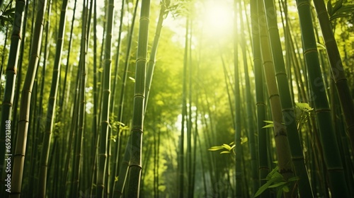 A serene bamboo forest with golden sunlight filtering through the dense foliage