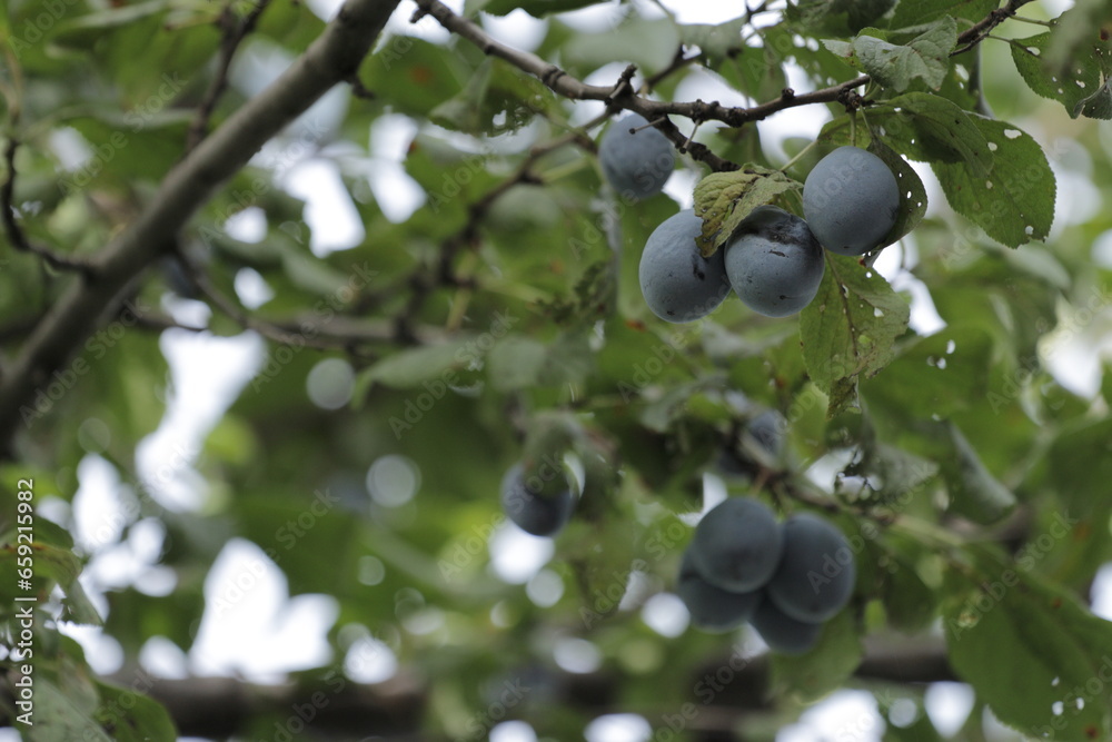 plums on tree plums on tree