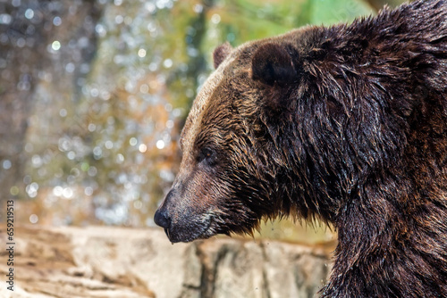 Close-up portrait of a grizzly bear in profile with a waterfall in the background 