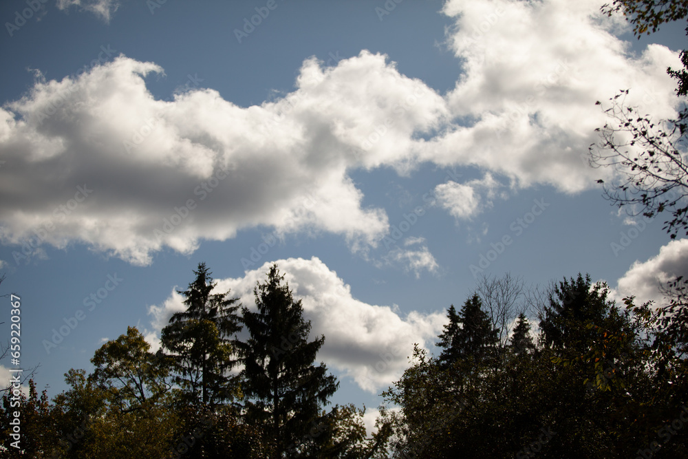 clouds in the forest