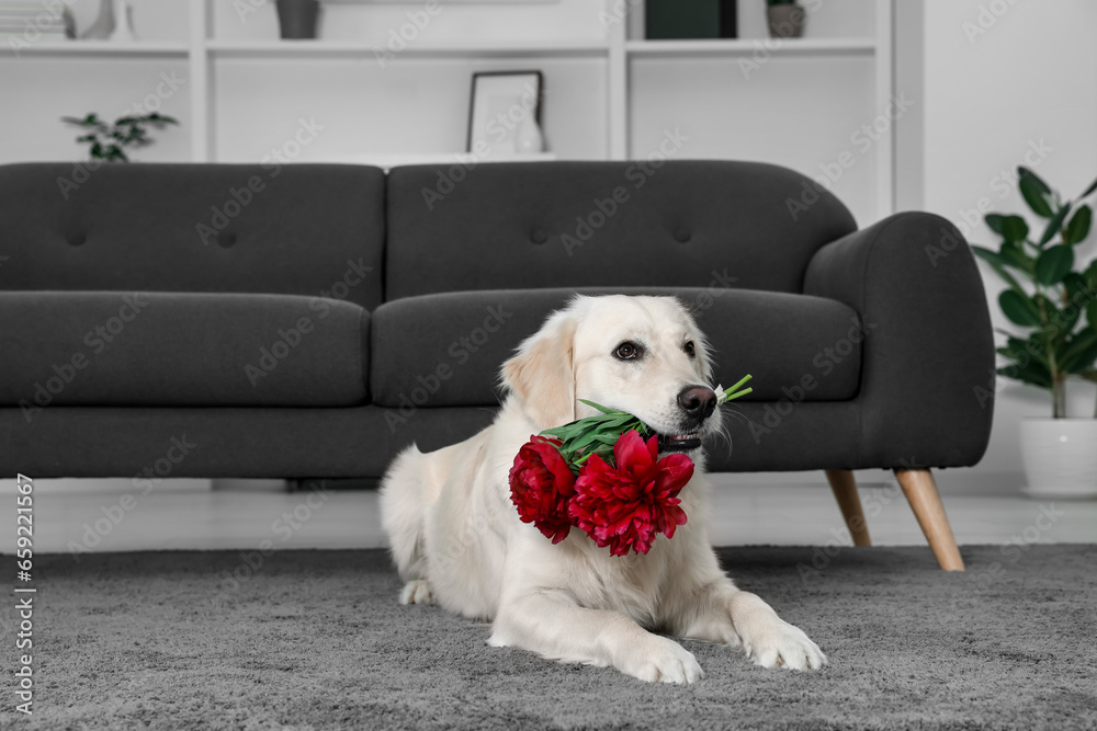 Cute Labrador Retriever with beautiful peony flowers lying on rug indoors Cute Labrador Retriever with beautiful peony flowers lying on rug indoors