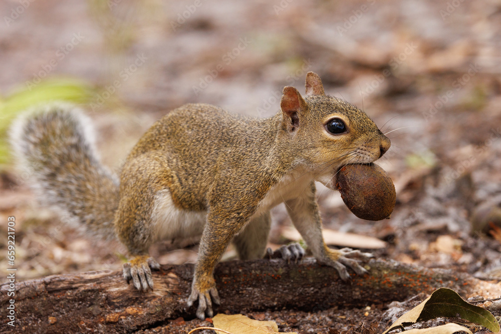 An eastern grey squirrel (Sciurus carolinensis) carrying a nut in Sarasota Florida An eastern grey squirrel (Sciurus carolinensis) carrying a nut in Sarasota Florida