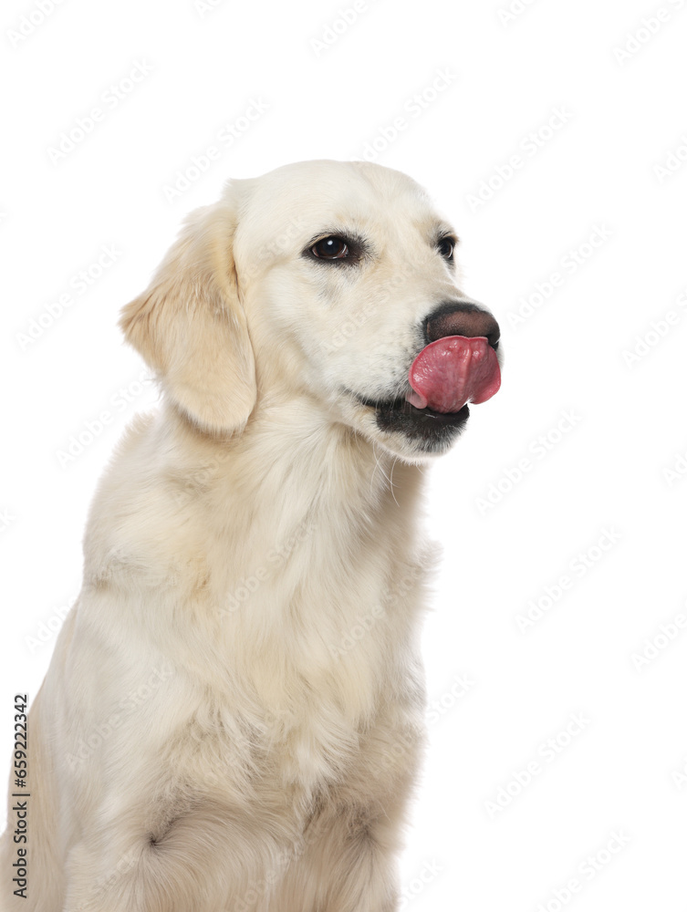 Cute Labrador Retriever showing tongue on white background Cute Labrador Retriever showing tongue on white background