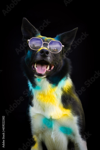 Adorable border collie dog portrait in holi powder with sunglasses