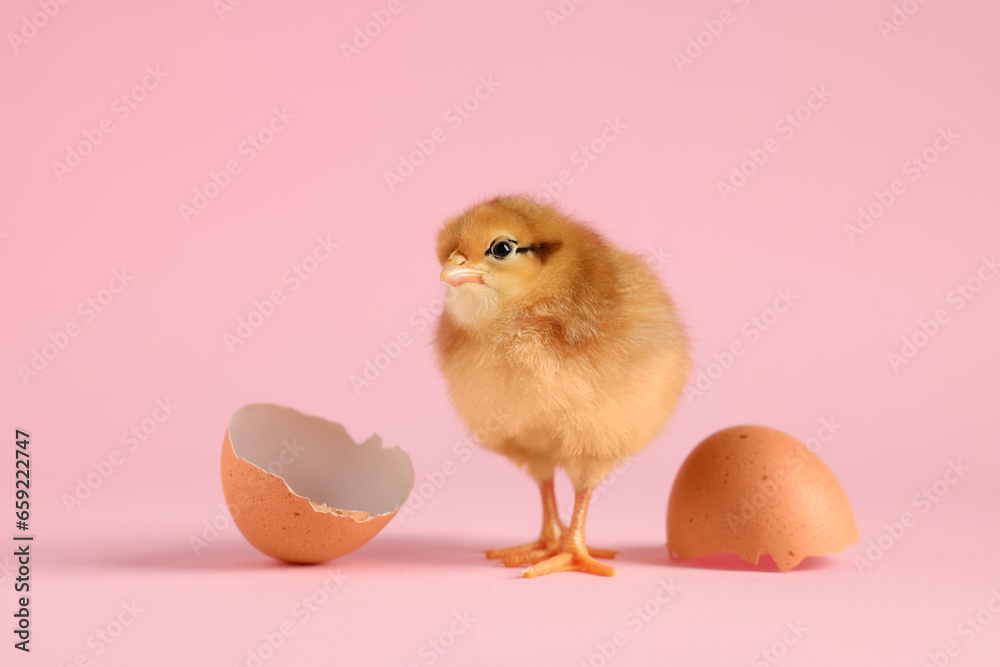 Cute chick and pieces of eggshell on pink background, closeup. Baby animal