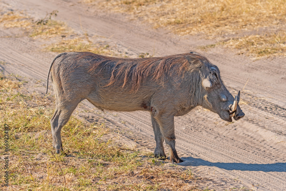 Fototapeta premium Common Warthog on Rural African Veldt