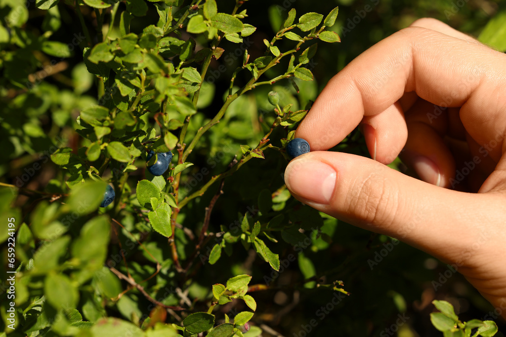 Woman picking up bilberries in forest, closeup