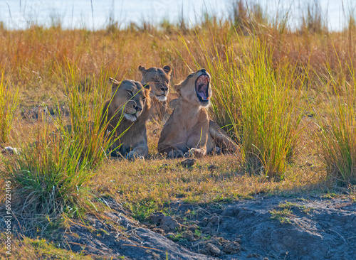 A Group of Lions Resting in the Veldt