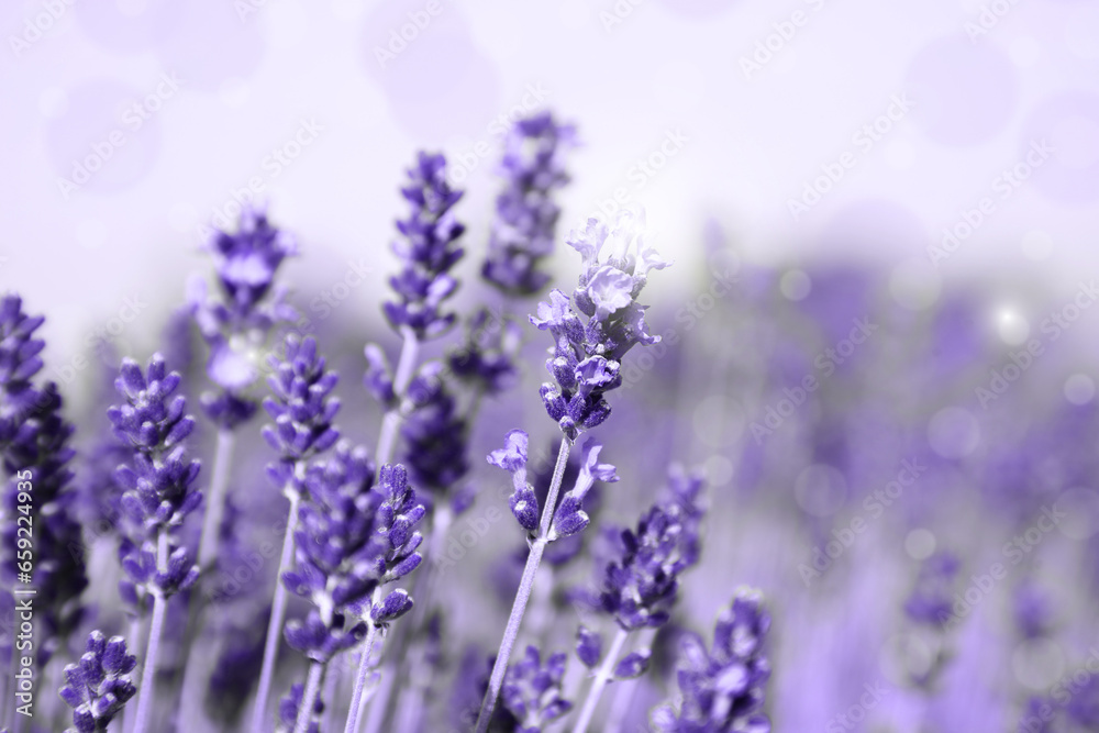 Fototapeta premium Beautiful blooming lavender field outdoors, closeup view. Bokeh effect
