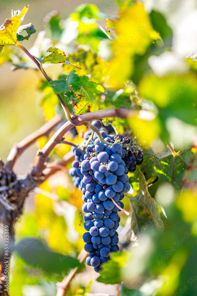 Vineyard Winery purple grapes 