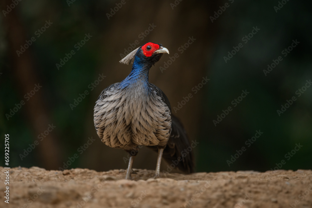 Portrait of a male Kalij pheasant from Sattal, Uttarakhand Portrait of a male Kalij pheasant from Sattal, Uttarakhand