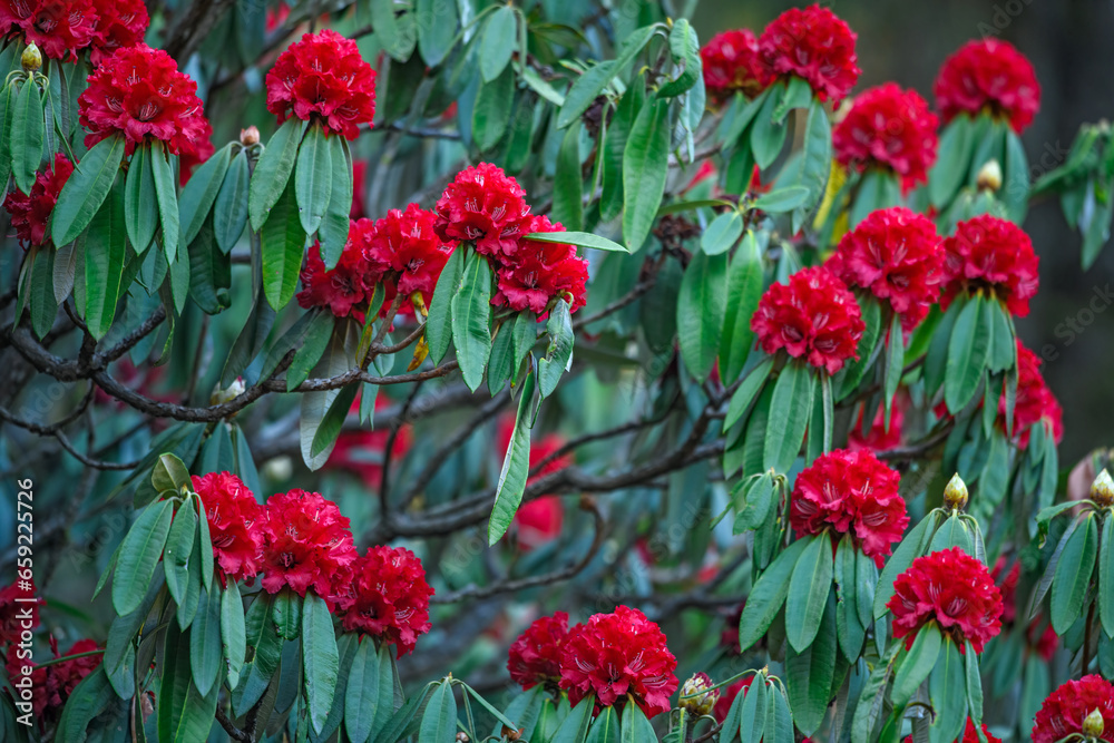 Rhododendron arboreum in full bloom in Himalayas Rhododendron arboreum in full bloom in Himalayas