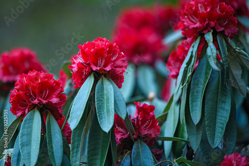 Close-up of rhododendron flowers in full bloom photo