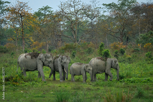 Konstfotografi Elephant herd against a backdrop of flowering trees in terai forest during sprin