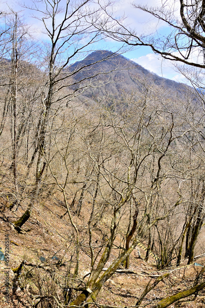 Fototapeta premium 丹沢の加入道山 白石沢コースより大室山 