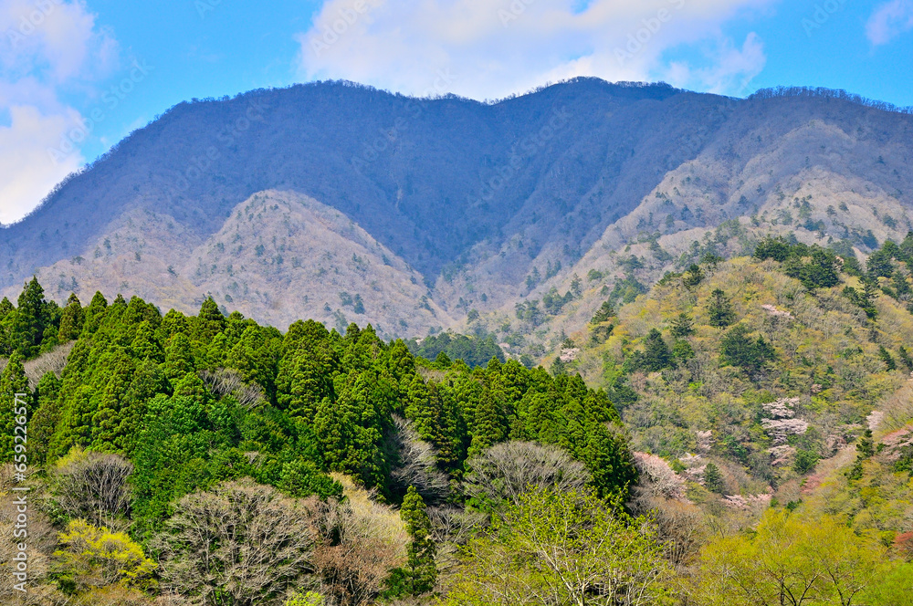 西丹沢　春色の森と日陰の大室山
