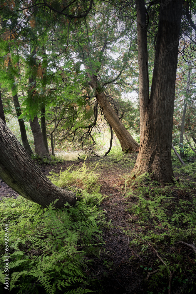 Fototapeta premium Woodland