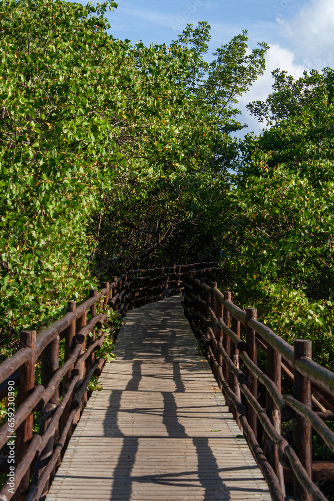 Mangrove of Tatuamunha river, São Miguel Dos Milagres, Alagoas.